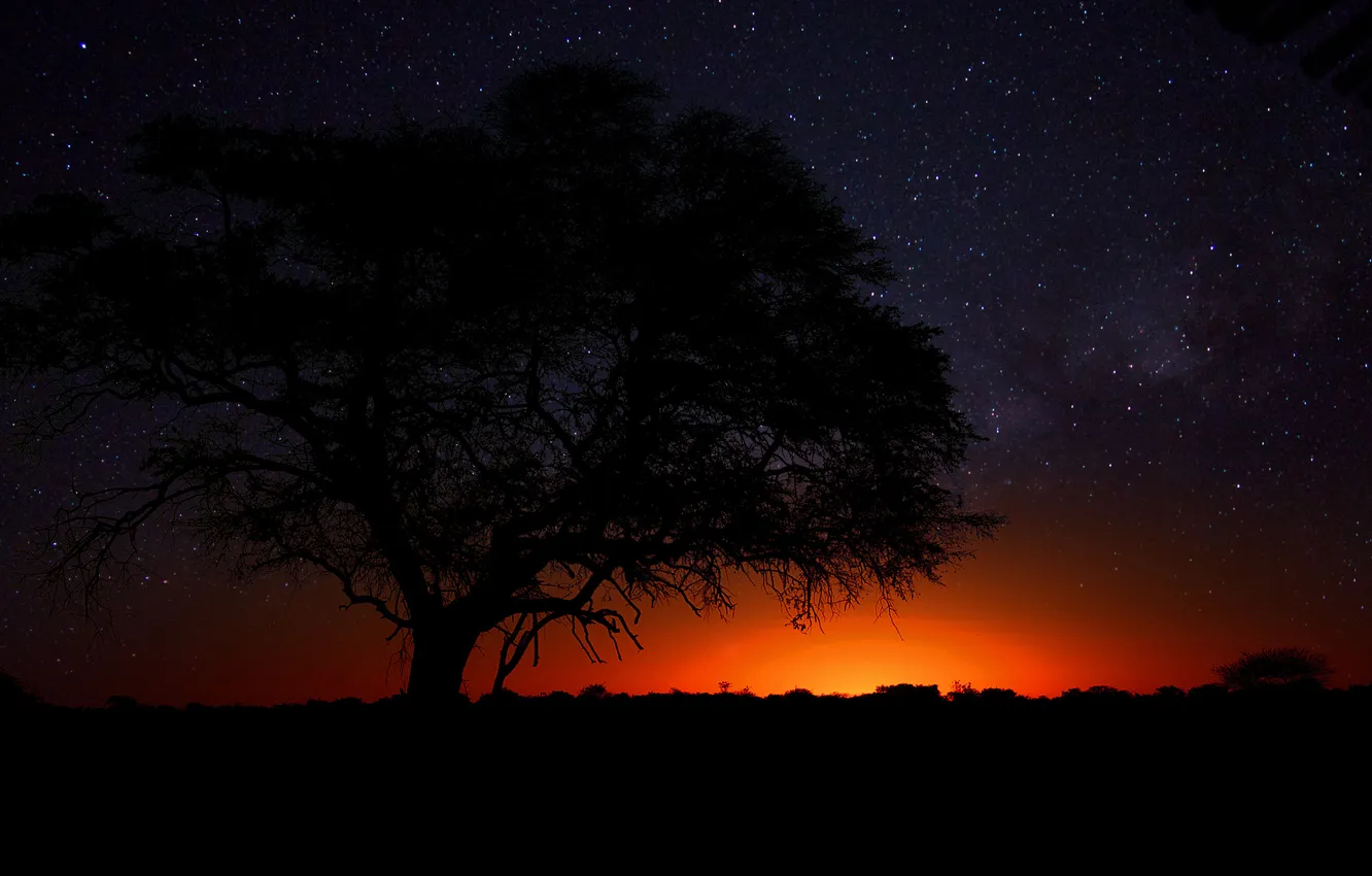Фото обои дерево, пустыня, саванна, Африка, Намибия