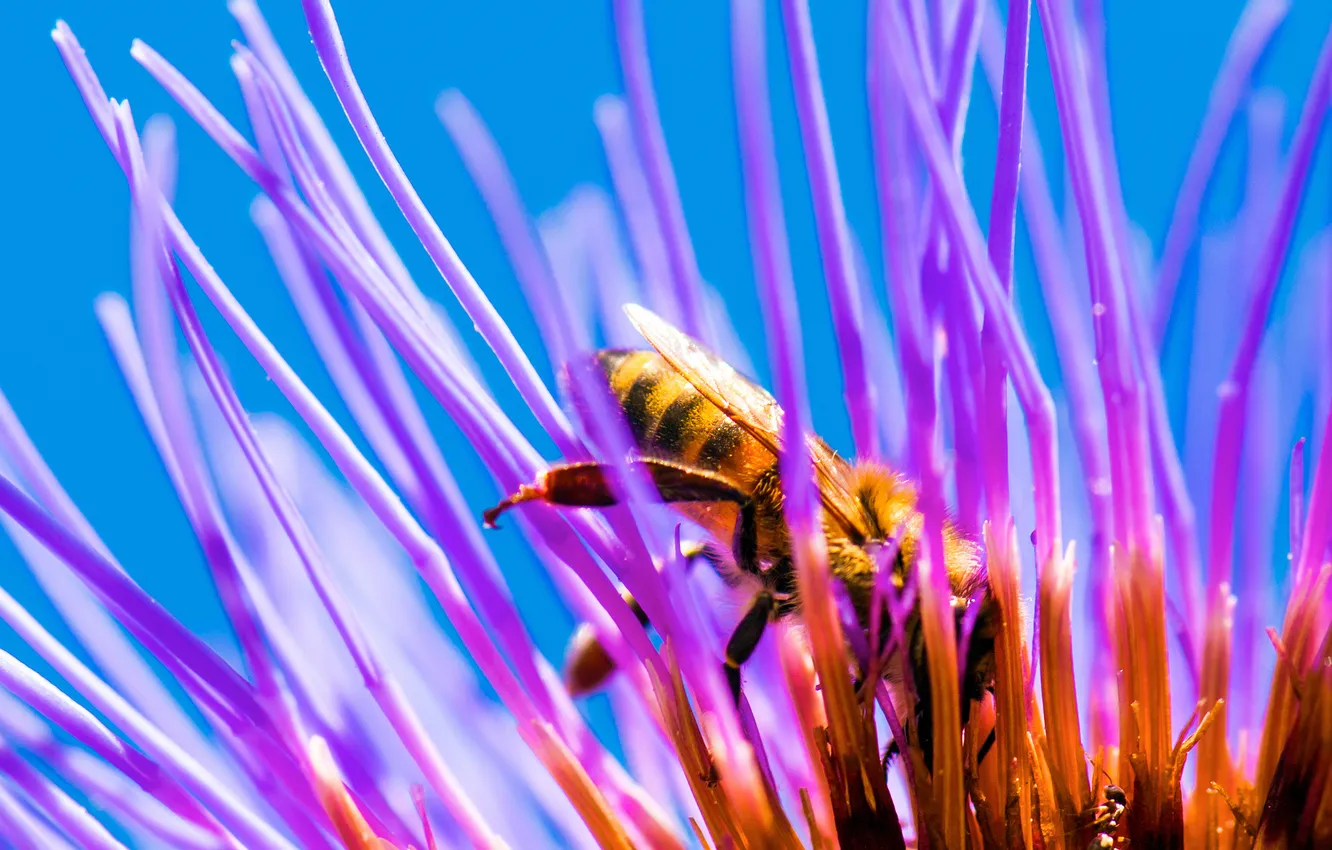 Фото обои цветок, пчела, лепестки, насекомое
