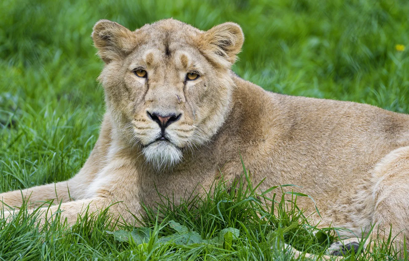 Фото обои кошка, трава, лев, львёнок, ©Tambako The Jaguar
