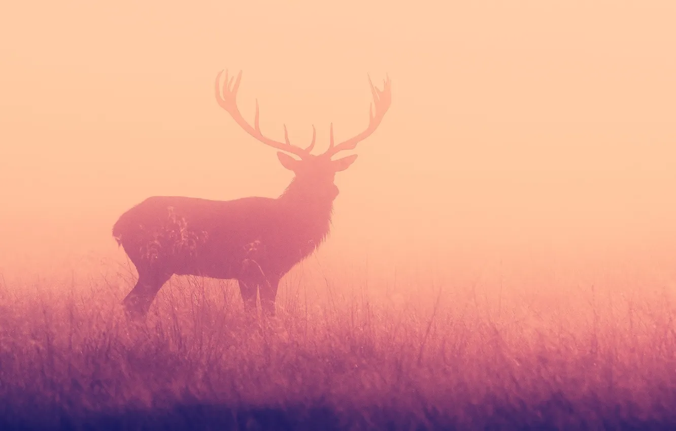 Фото обои туман, олень, силуэт, рога