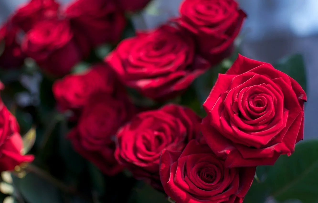 Фото обои цветы, розовый, розы, букет, rose, flowers, малиновый, королева цветов