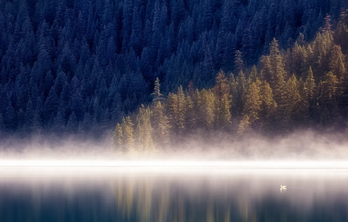 Фото обои вода, деревья, туман, птица, красота, фотограф селионс