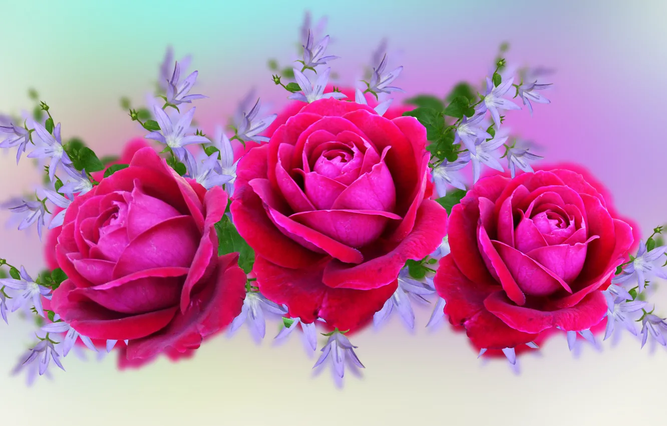 Фото обои Kompozycja, kwiaty, Róża