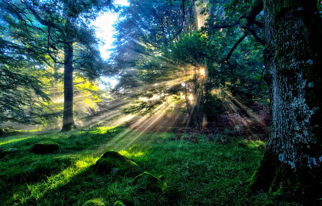 Фото обои рассвет, лучи солнца, в лесу