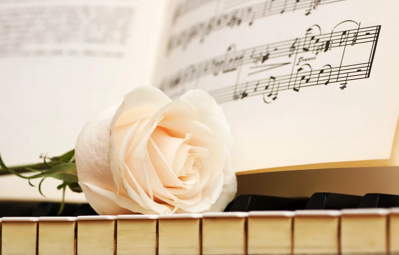 Фото обои ноты, роза, клавиши, белая, пианино