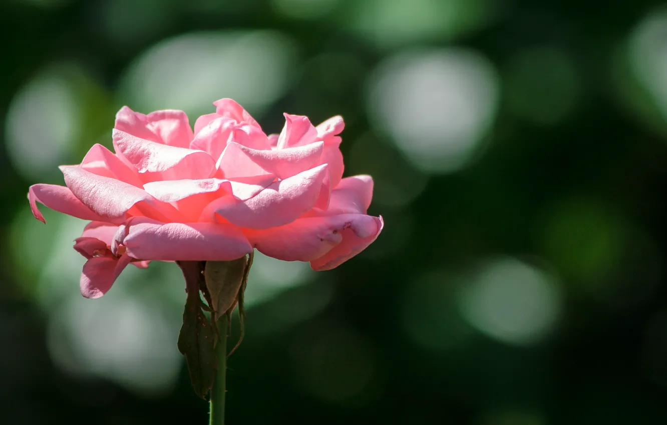 Фото обои Боке, Bokeh, Розовая роза, Pink rose