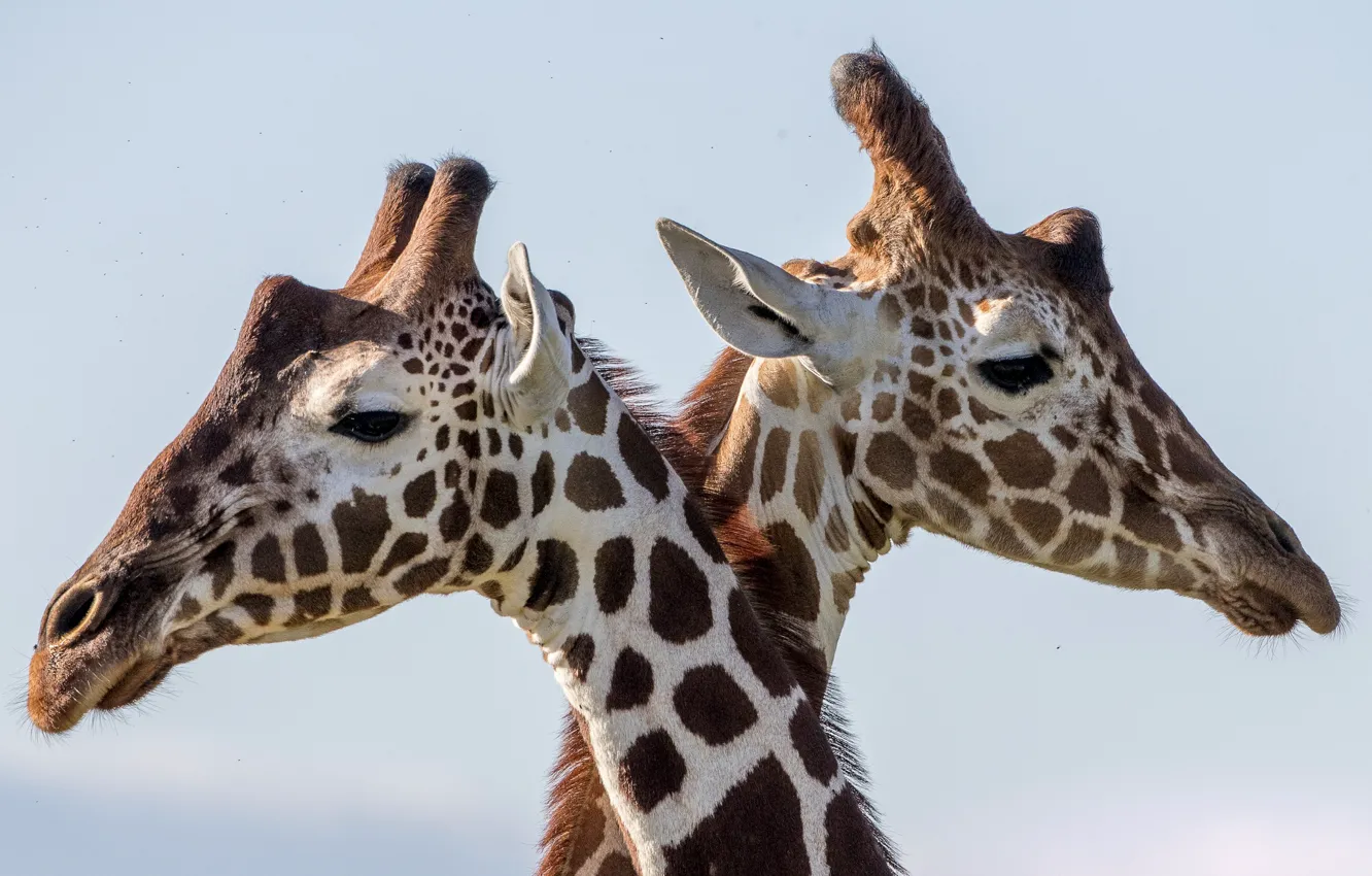 Фото обои пара, шея, ЖирафЫ