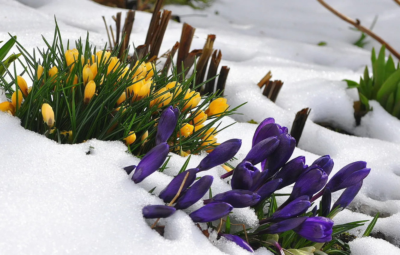 Фото обои снег, цветы, природа