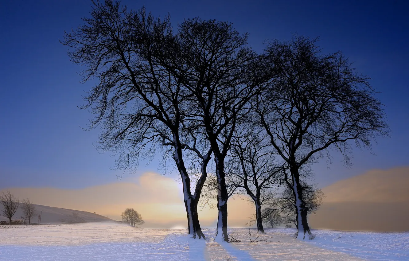 Фото обои зима, деревья, пейзаж