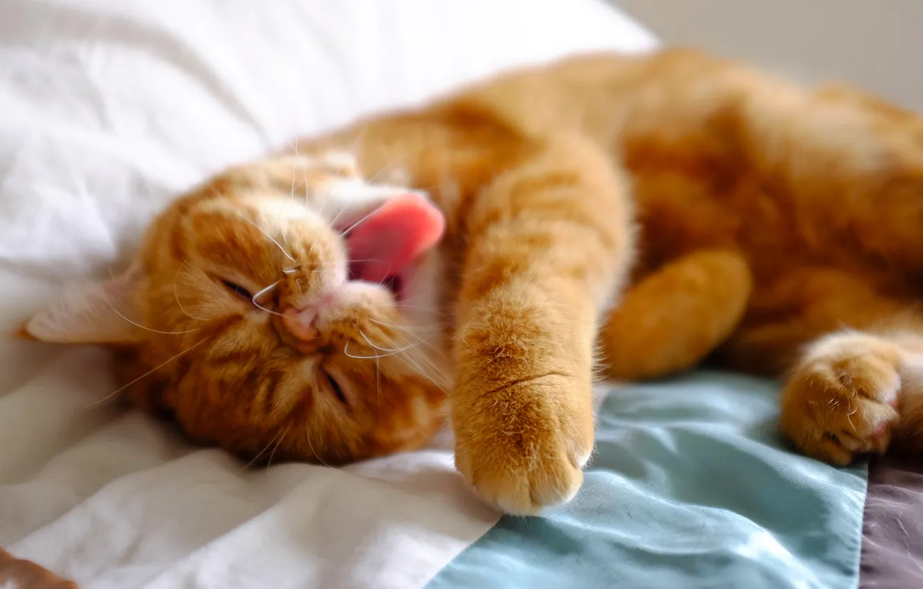 Фото обои язык, кошка, кот, усы, кровать, лапки, рыжий, лежит