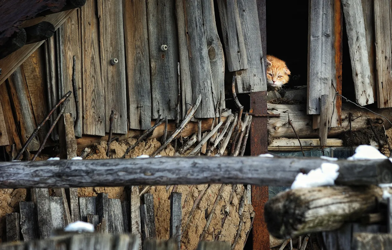Фото обои кот, cat, чердак, attic, Алексей Пантелеев