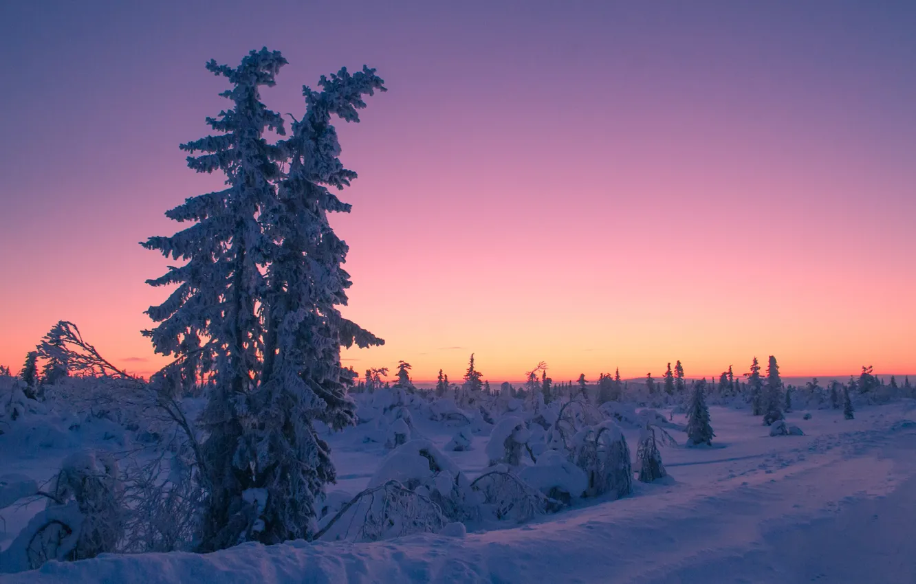 Фото обои зима, снег, деревья, закат, Швеция, Sweden, Lapland, Лапландия