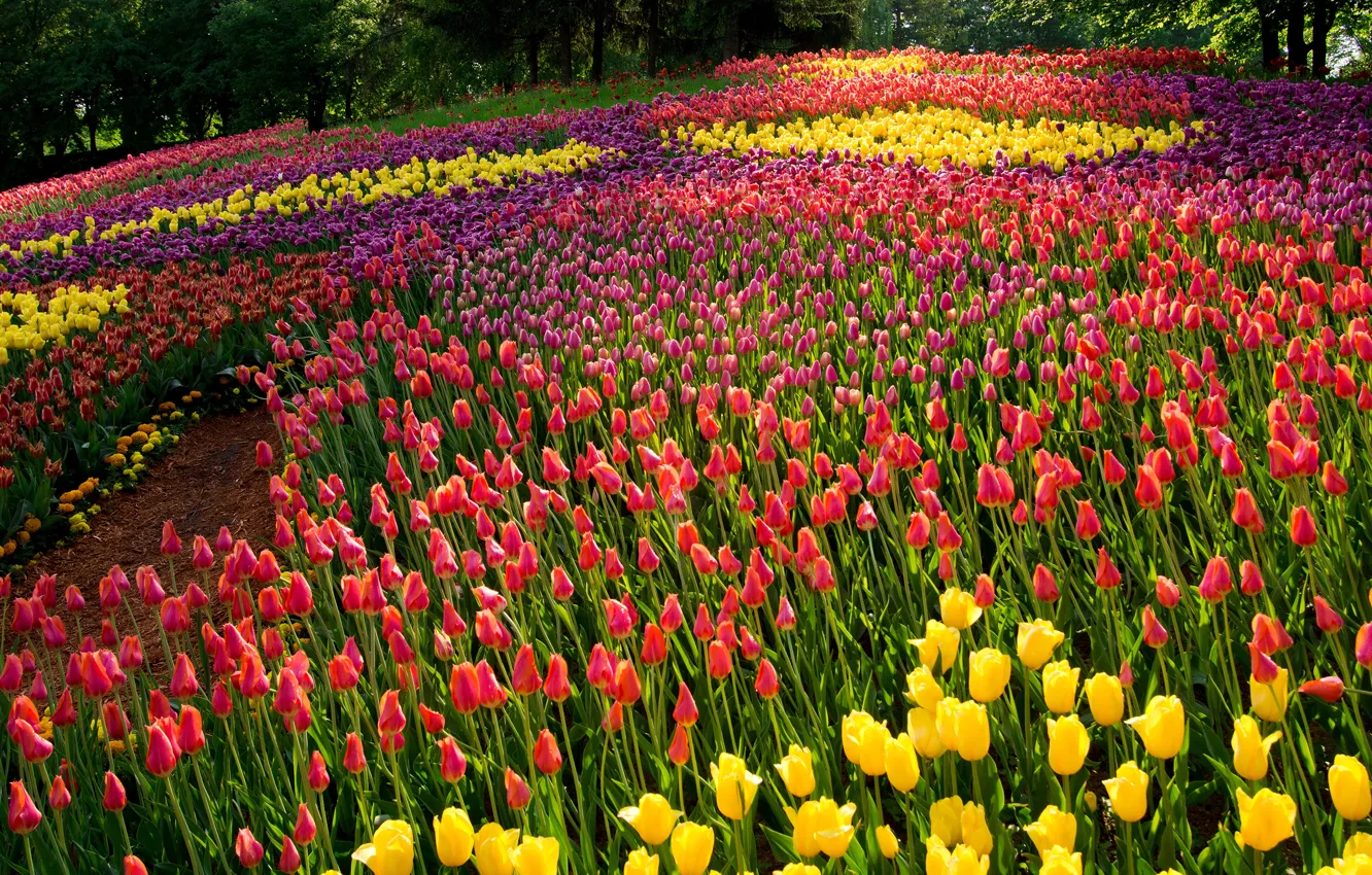 Фото обои лето, деревья, цветы, парк, тюльпаны, разноцветные
