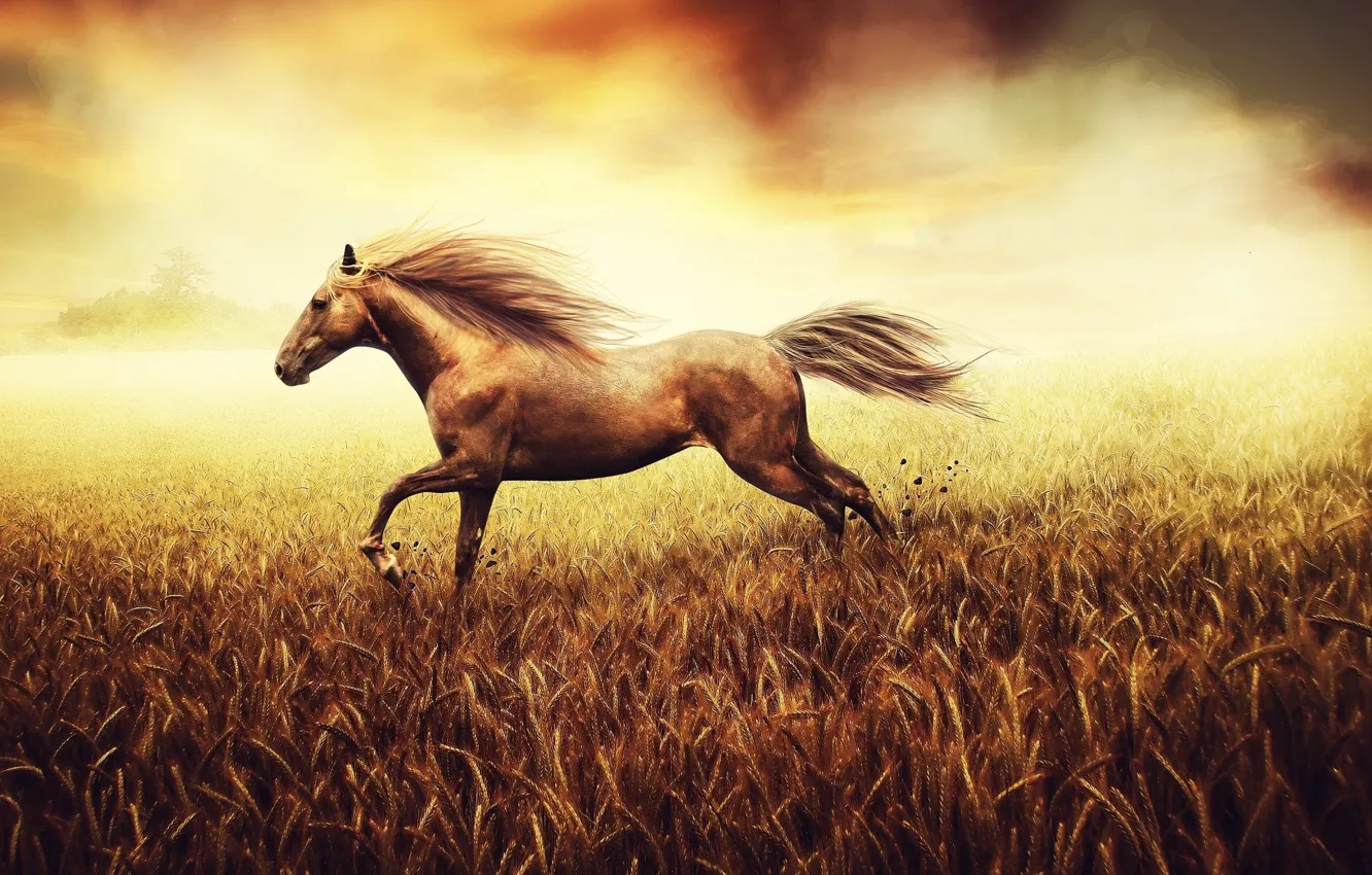 Фото обои поле, лошадь, бег, grass, nature, horse