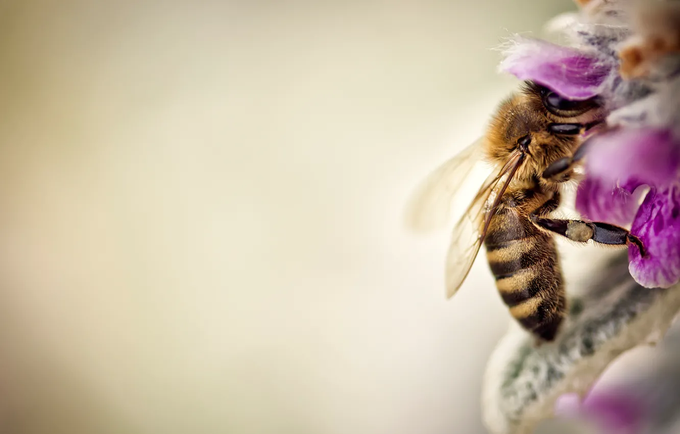 Фото обои макро, цветы, пчела
