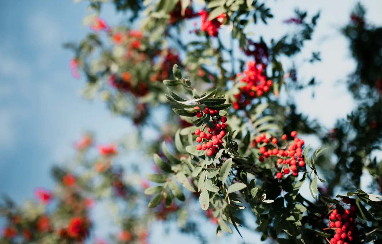 Фото обои осень, небо, ветки, ягоды, дерево, плоды, красные, рябина