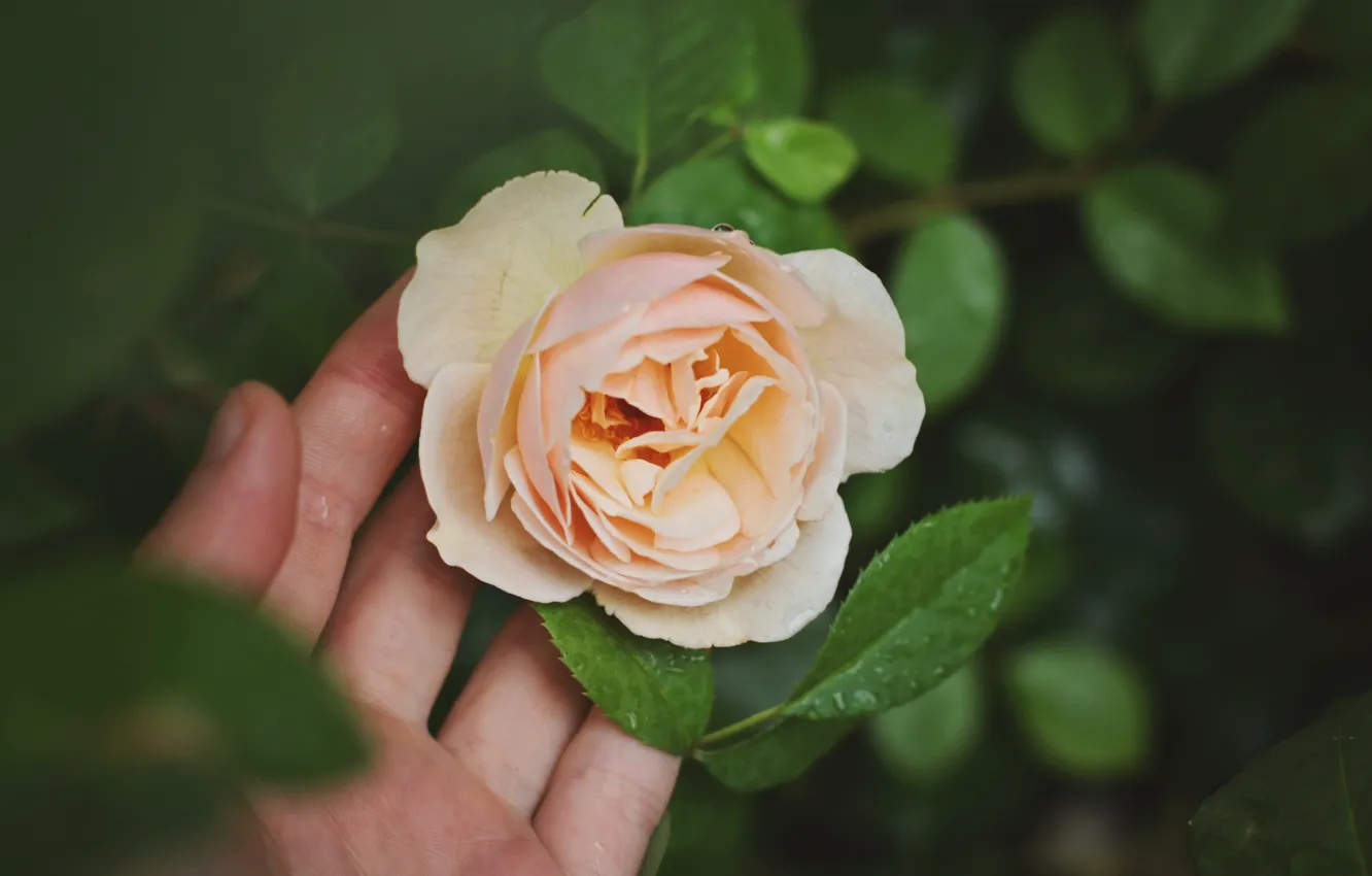 Фото обои цветы, розы, лепестки