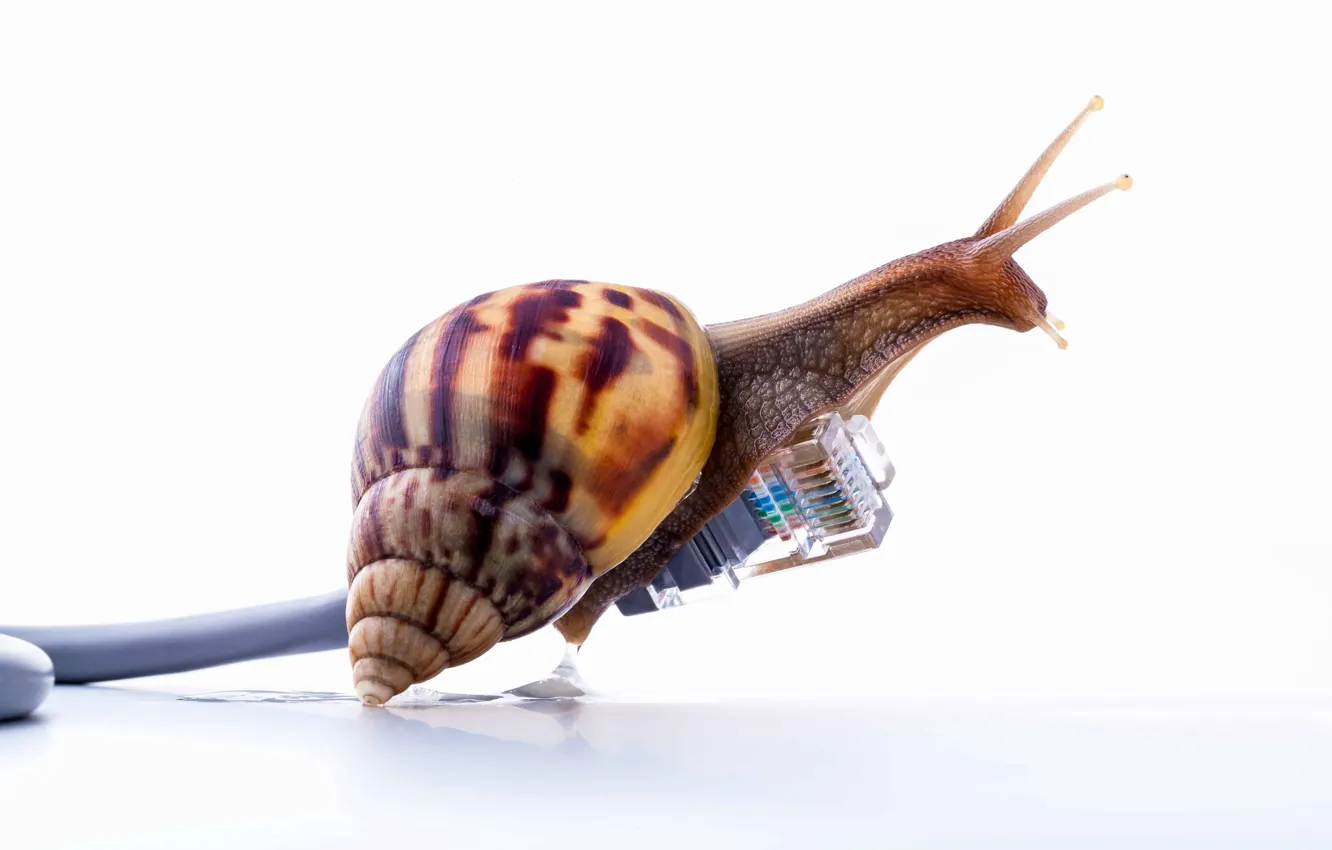 Фото обои internet, speed, snail