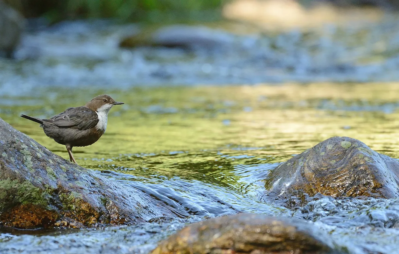 Фото обои река, камни, птица, поток