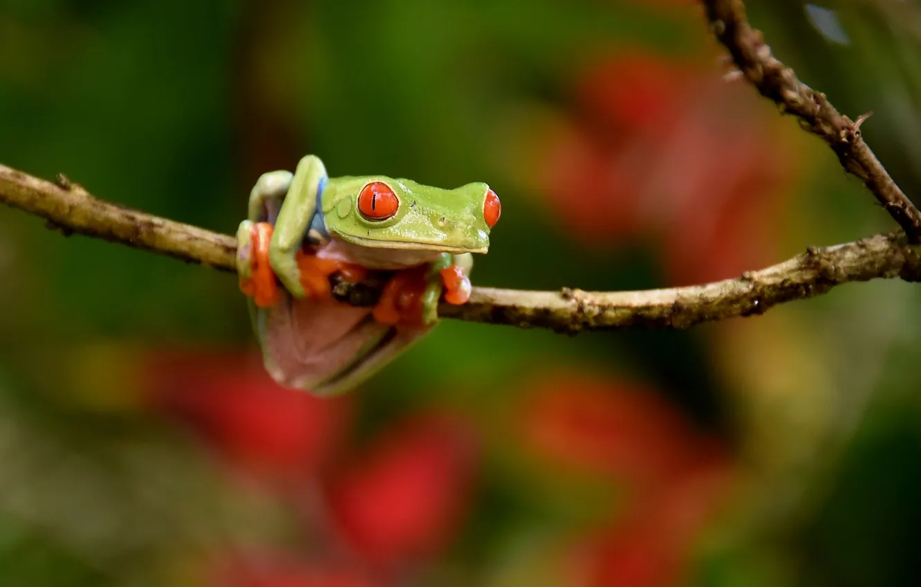 Фото обои природа, фон, Red-eyed Tree Frog