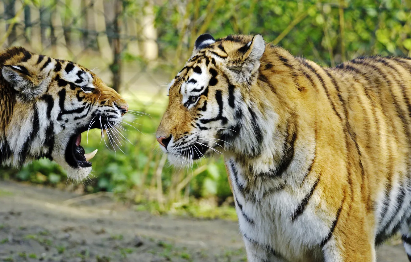 Фото обои кошка, тигр, пара, клыки, профиль, амурский