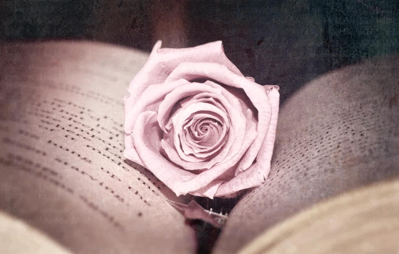 Фото обои цветок, фото, розовая, роза, обработка, книга, страницы