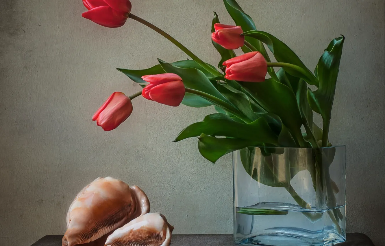 Фото обои цветы, раковина, ракушка, тюльпаны, ваза, натюрморт