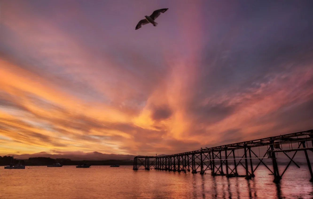 Фото обои море, закат, мост, птица, чайка, Новая Зеландия, New Zealand, гавань