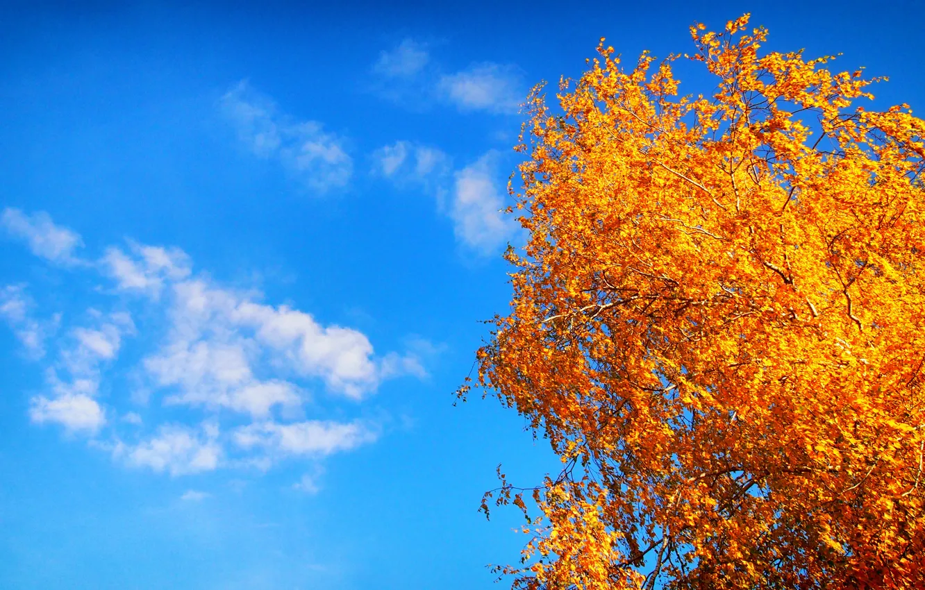 Фото обои Солнце, Небо, Облака, Дерево, Желтый, Синий, Осень, Белый