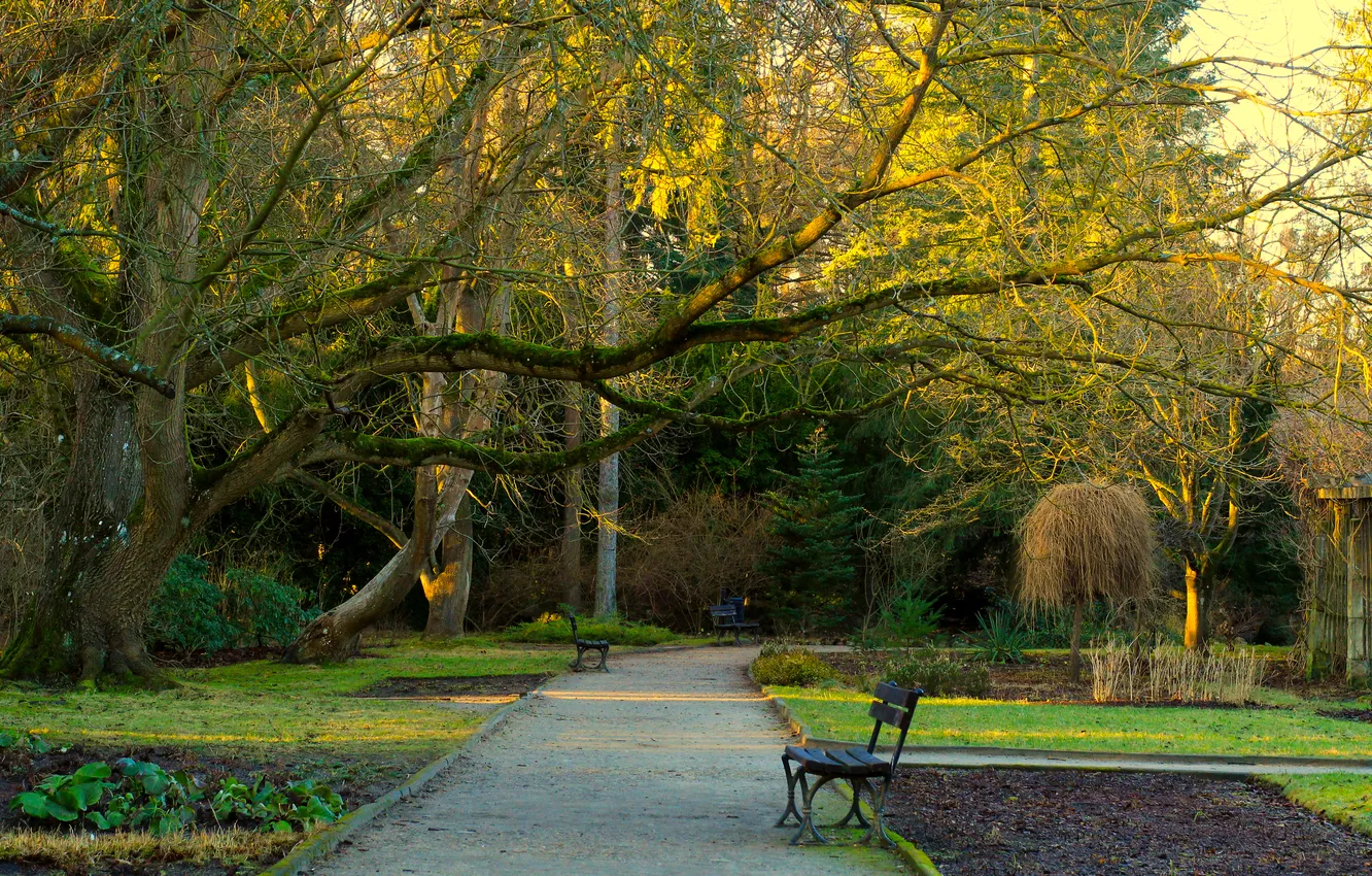 Фото обои trees, park, alley