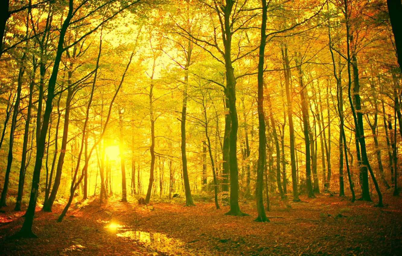 Фото обои листья, солнце, лучи, деревья, пейзаж, ветки, желтый, красный