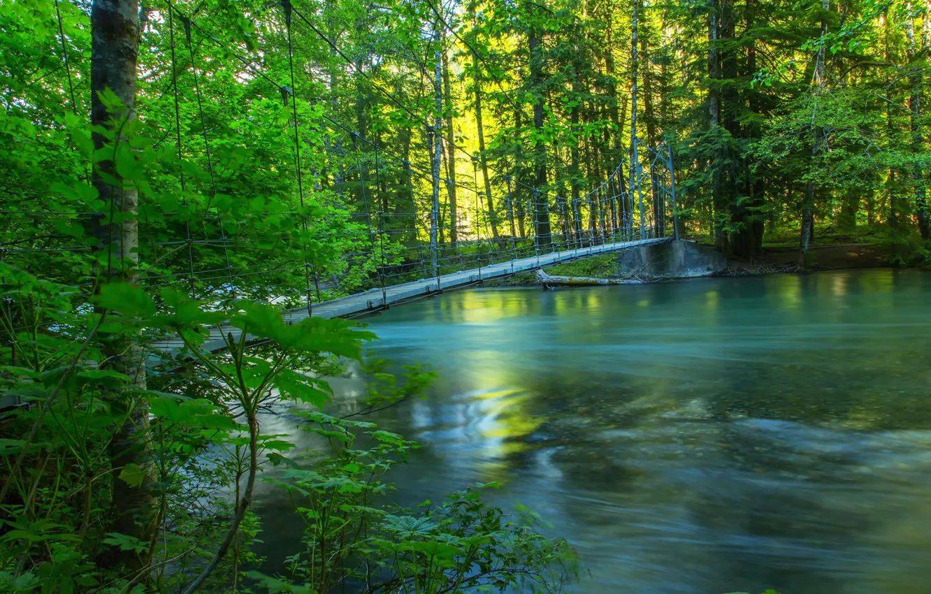 Фото обои лес, лето, мост, природа, река, фото