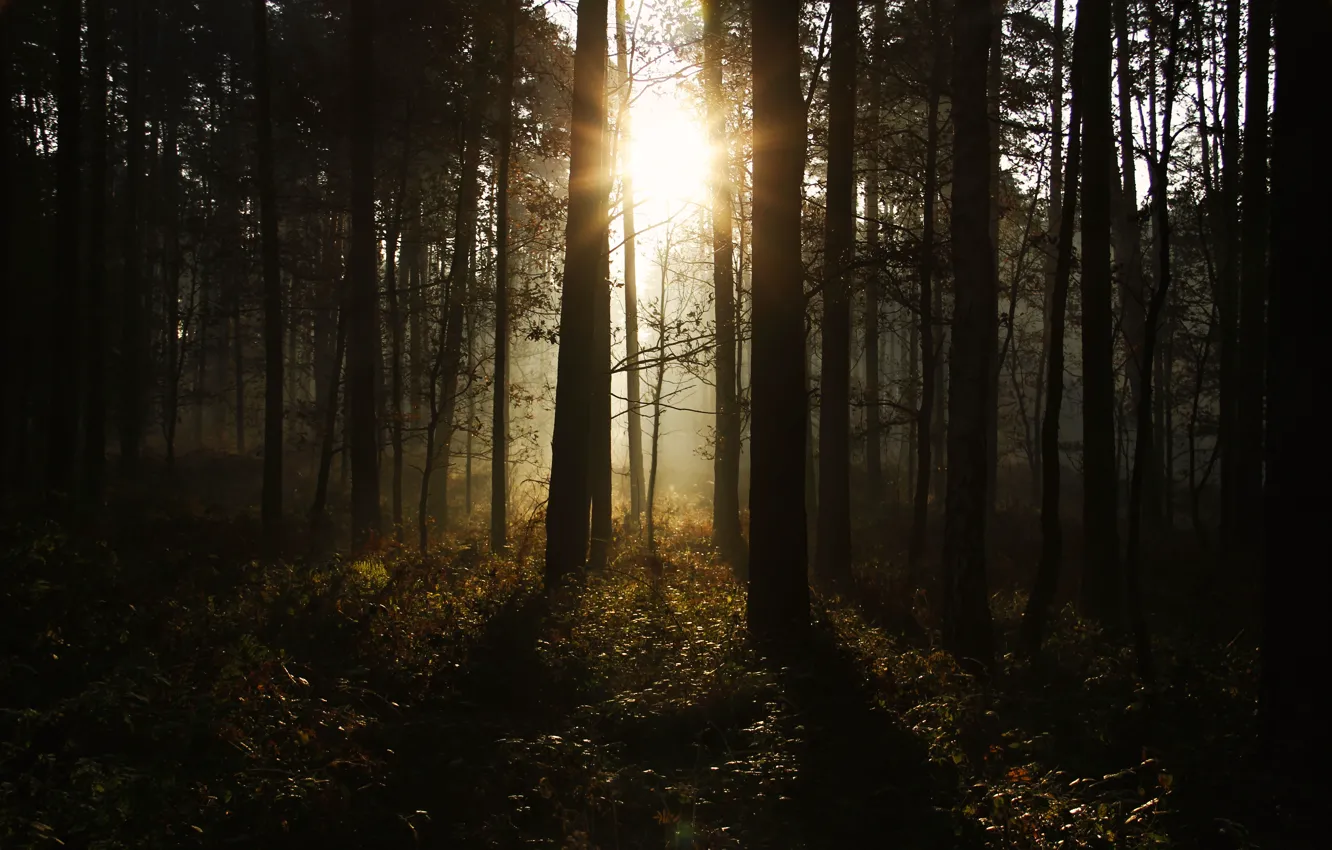 Фото обои лес, солнце, природа, dark forest
