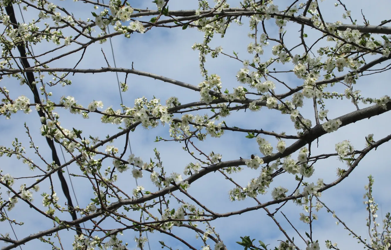 Фото обои ветки, Апрель, весна 2018, Mamala ©