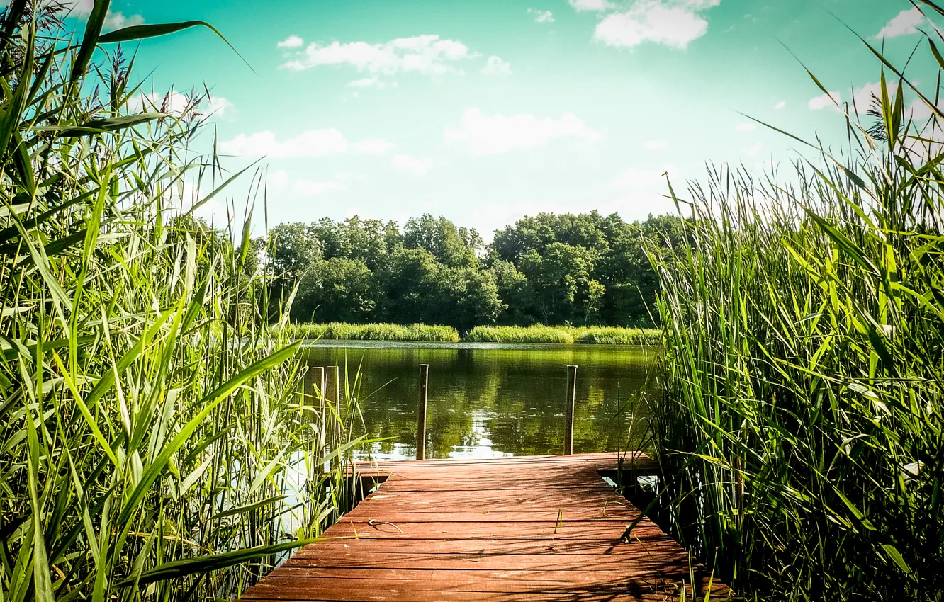 Фото обои green, summer, lake, warm