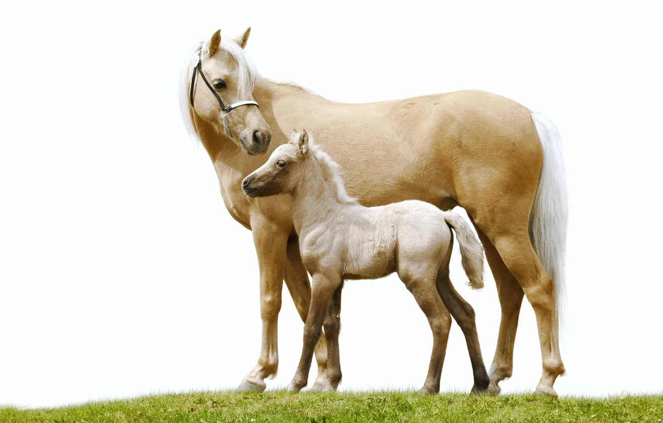 Фото обои трава, конь, лошадь, пара, белый фон, жеребёнок