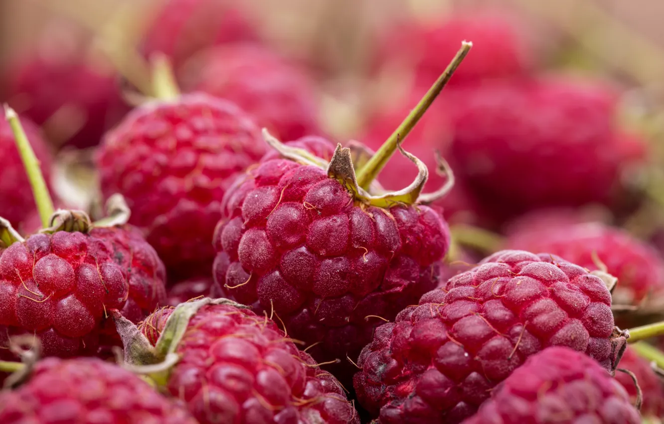 Фото обои лето, малина, розовые