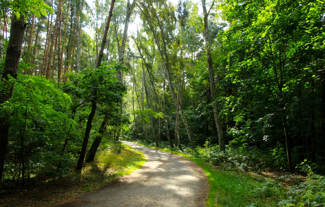 Фото обои forest, trees, park, alley