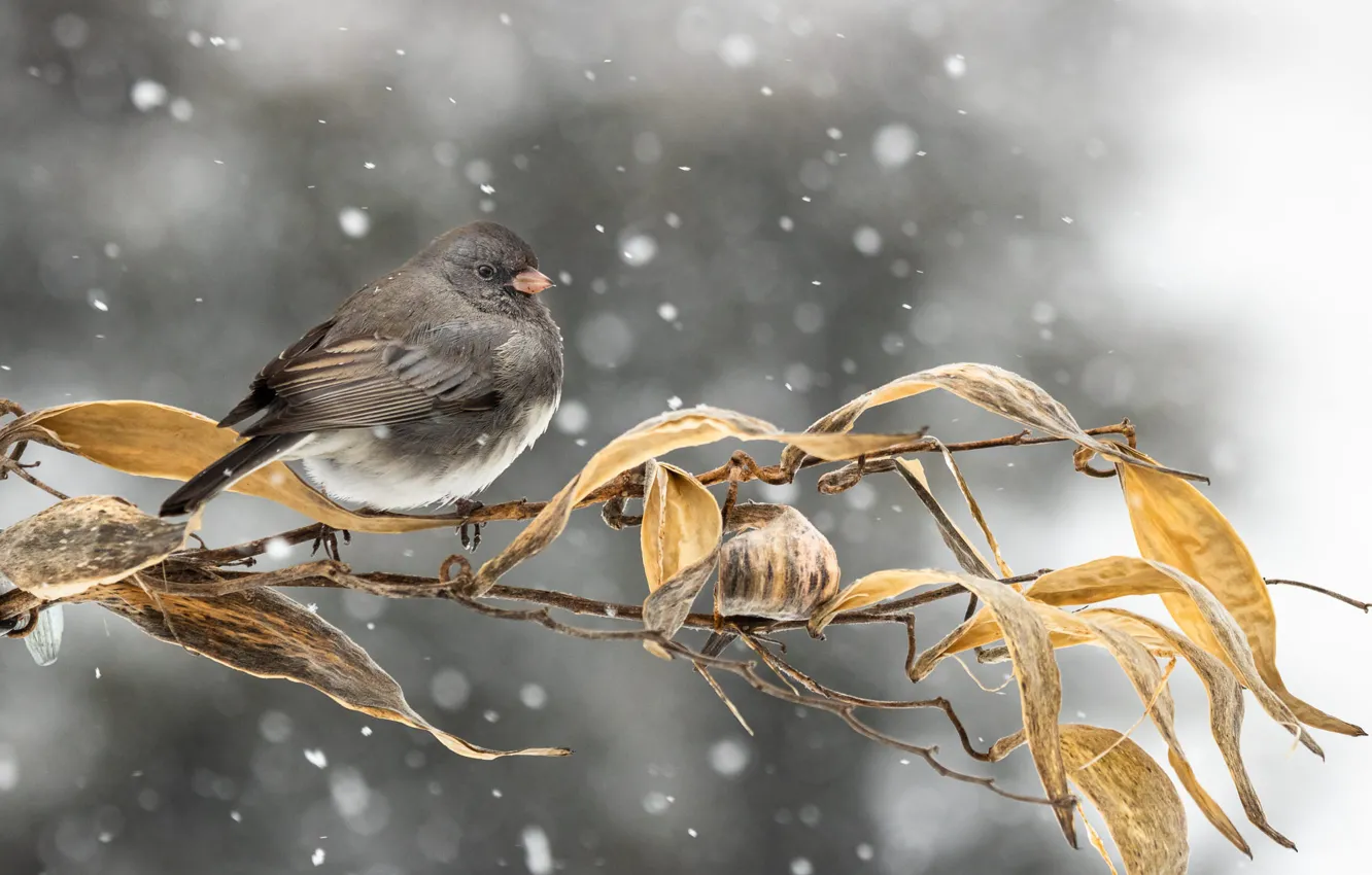 Фото обои листья, снег, природа, ветка, птичка, боке