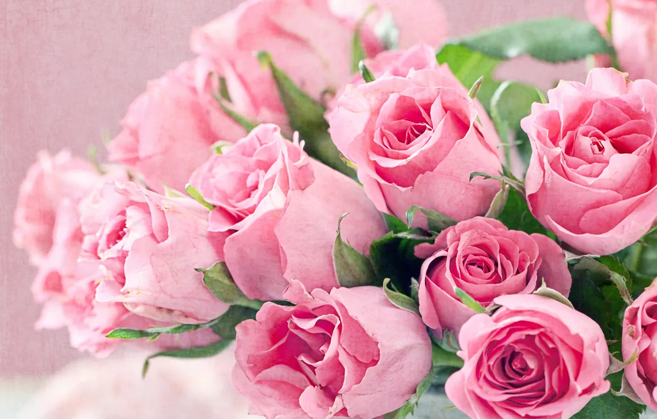 Фото обои розы, букет, розовые, крупным планом
