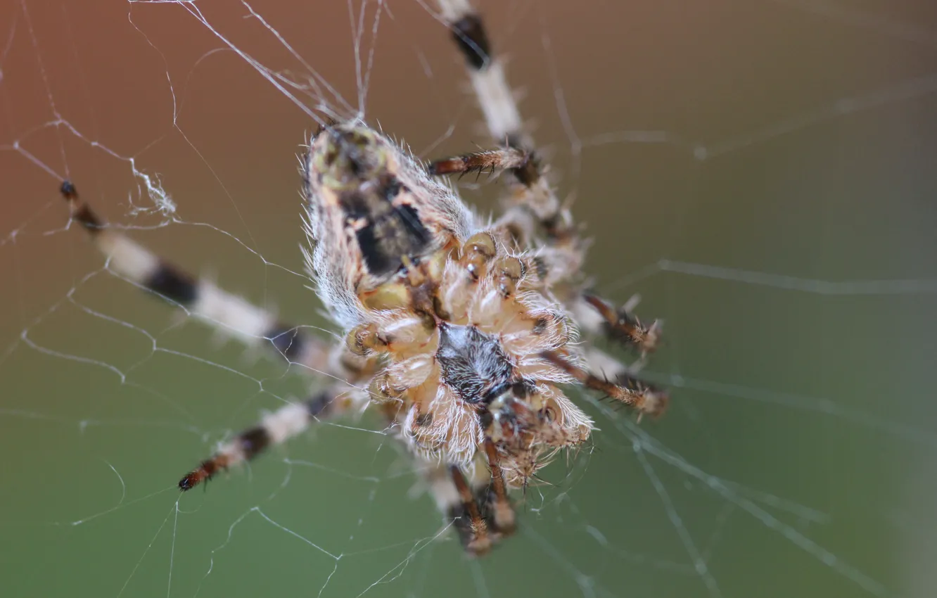 Фото обои макро, паутина, паук, spider