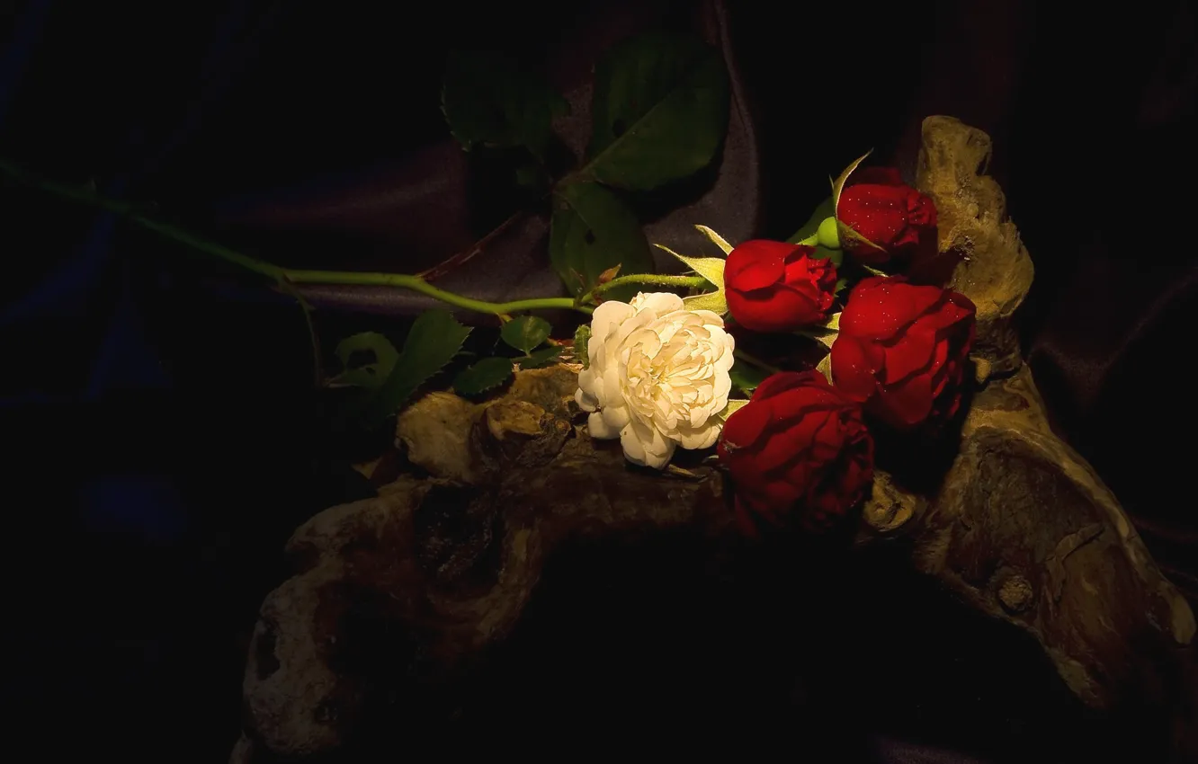 Фото обои пень, розы, тёмный фон