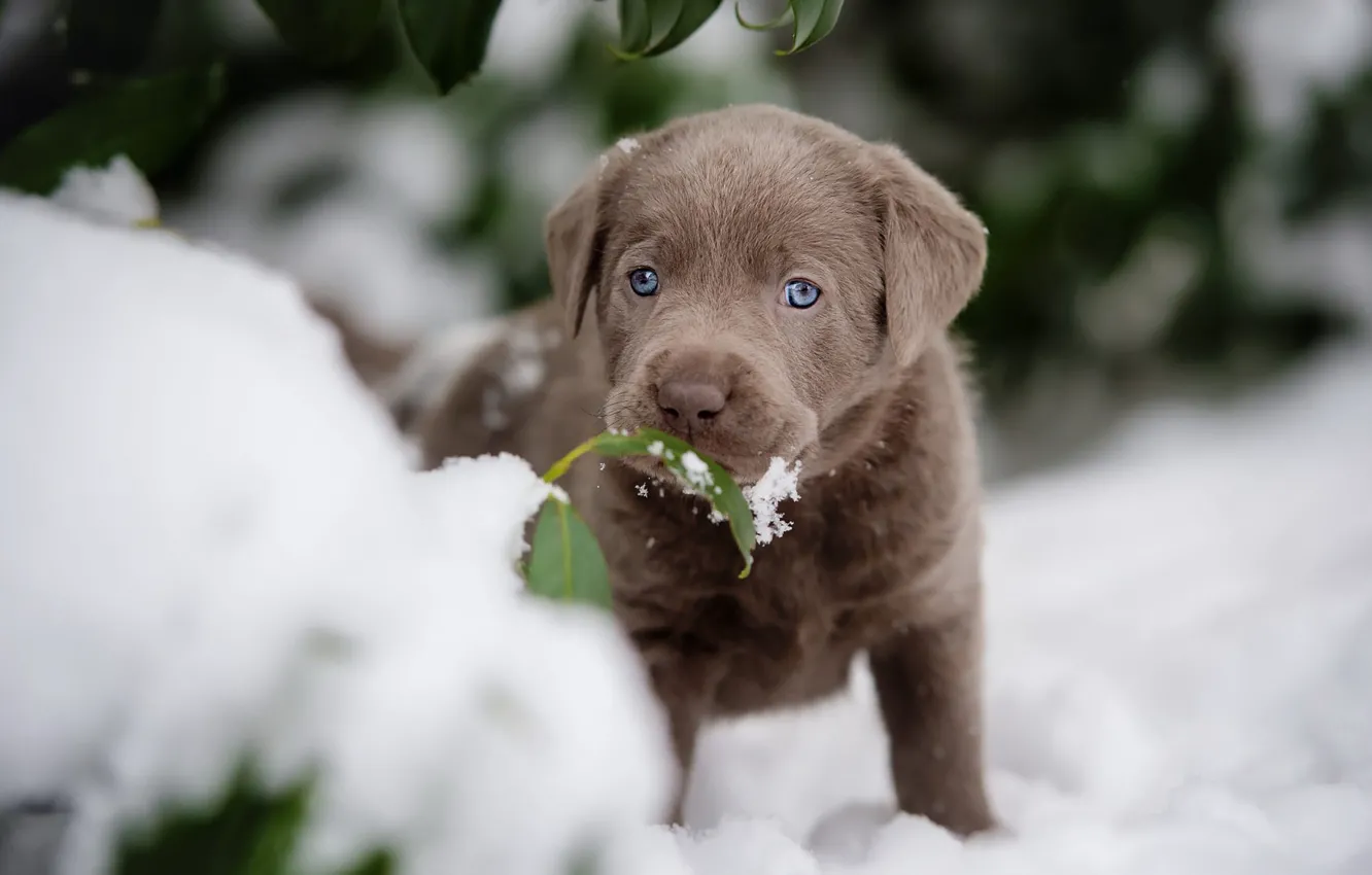 Фото обои зима, листья, снег, листок, собака, маленький, малыш, мордочка