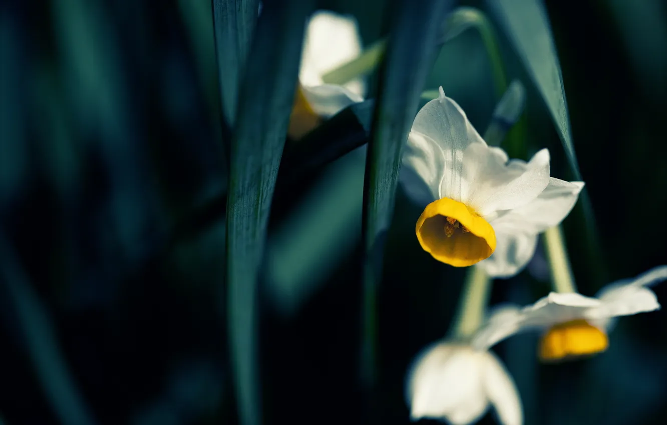 Фото обои цветок, макро, природа, Japanese Narcissus