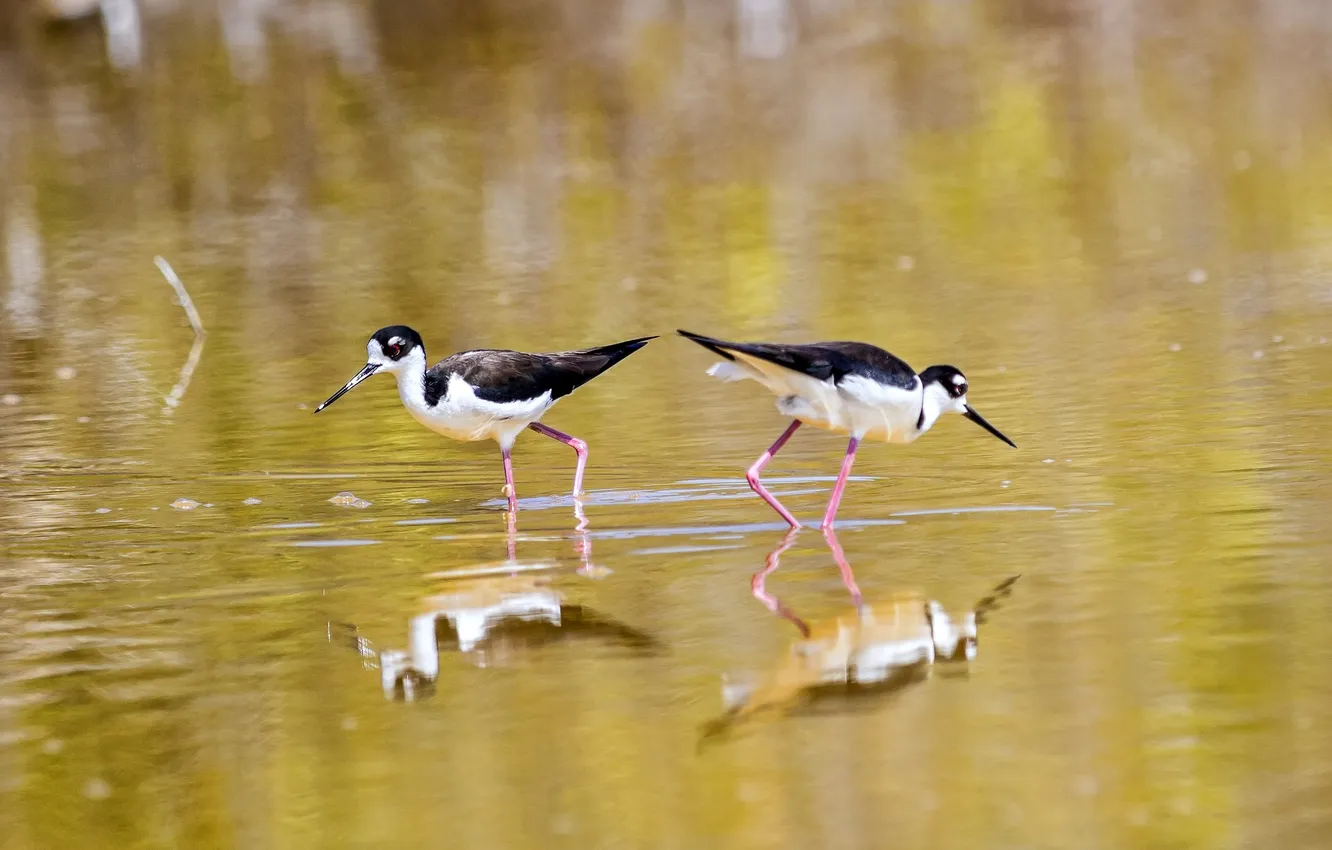 Фото обои вода, птицы, отражение
