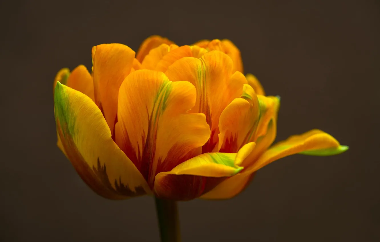 Фото обои макро, желтый, тюльпан