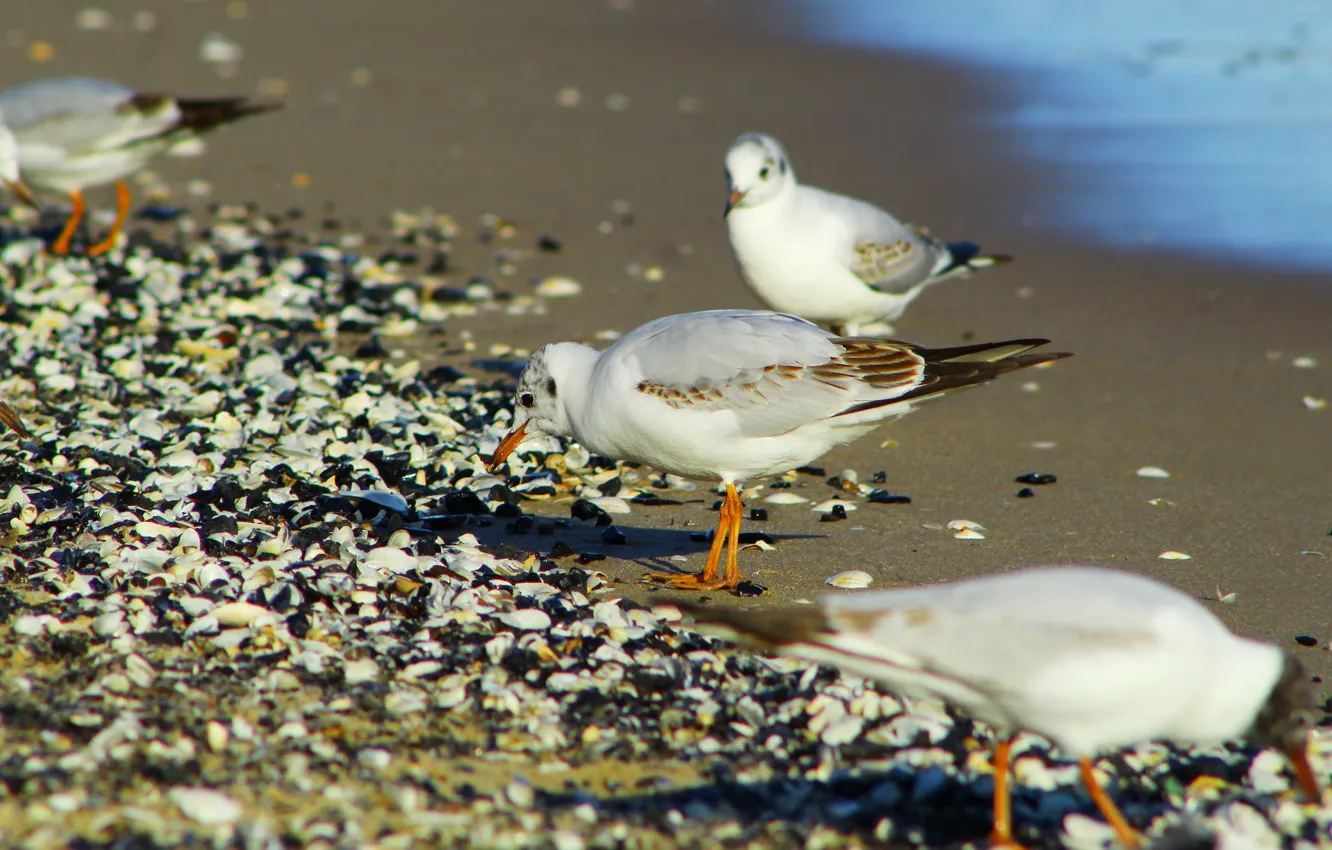 Фото обои beach, bird, seagull