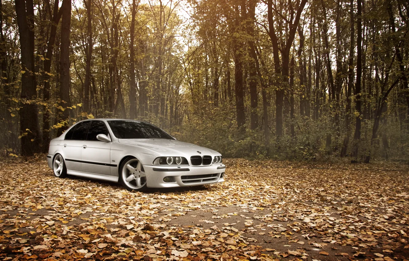 Фото обои лес, листья, Осень, BMW, БМВ, Stance Works, M5 E39