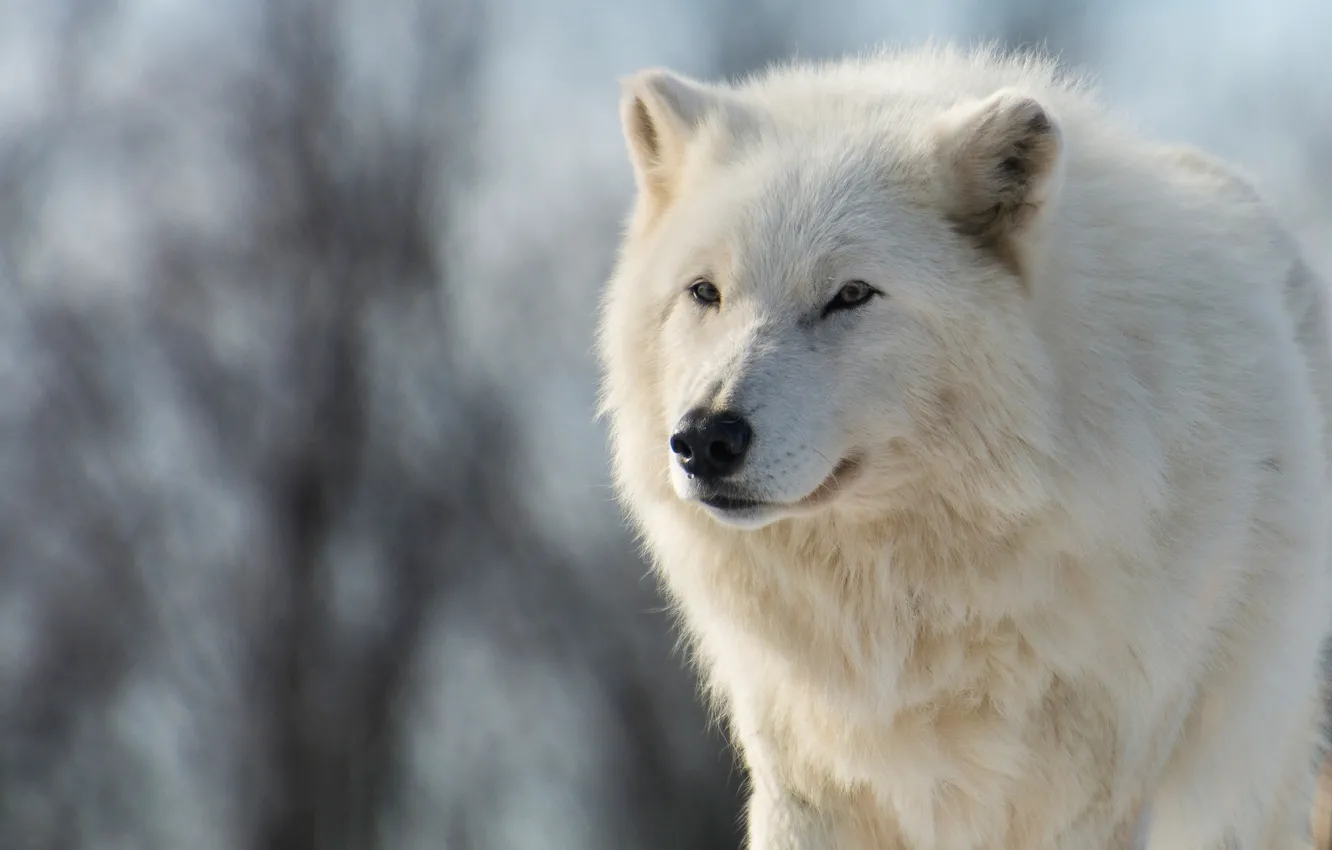 Фото обои зима, животные, белый, взгляд, морда, ветки, природа, волк