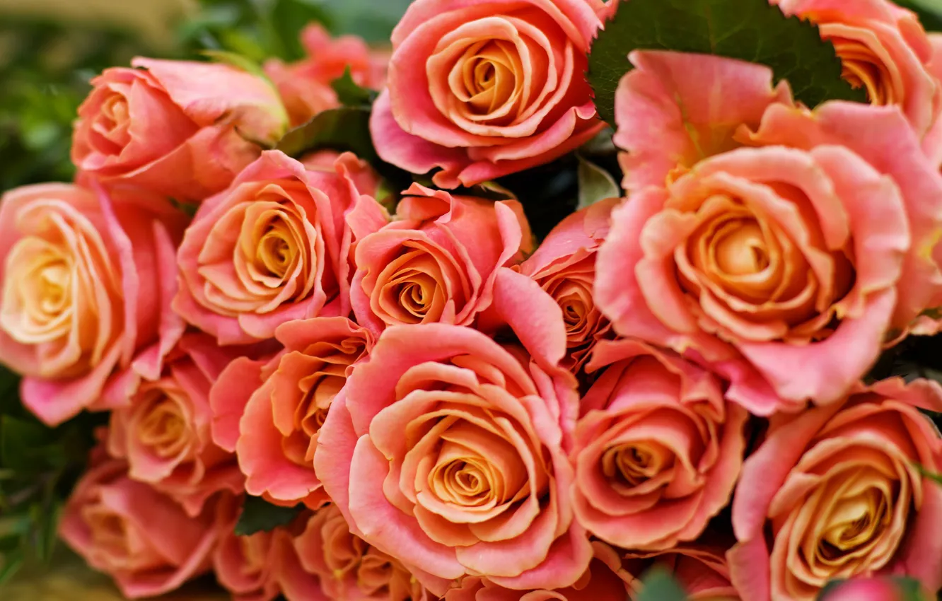 Фото обои цветы, оранжевый, букет, Розы, бутоны